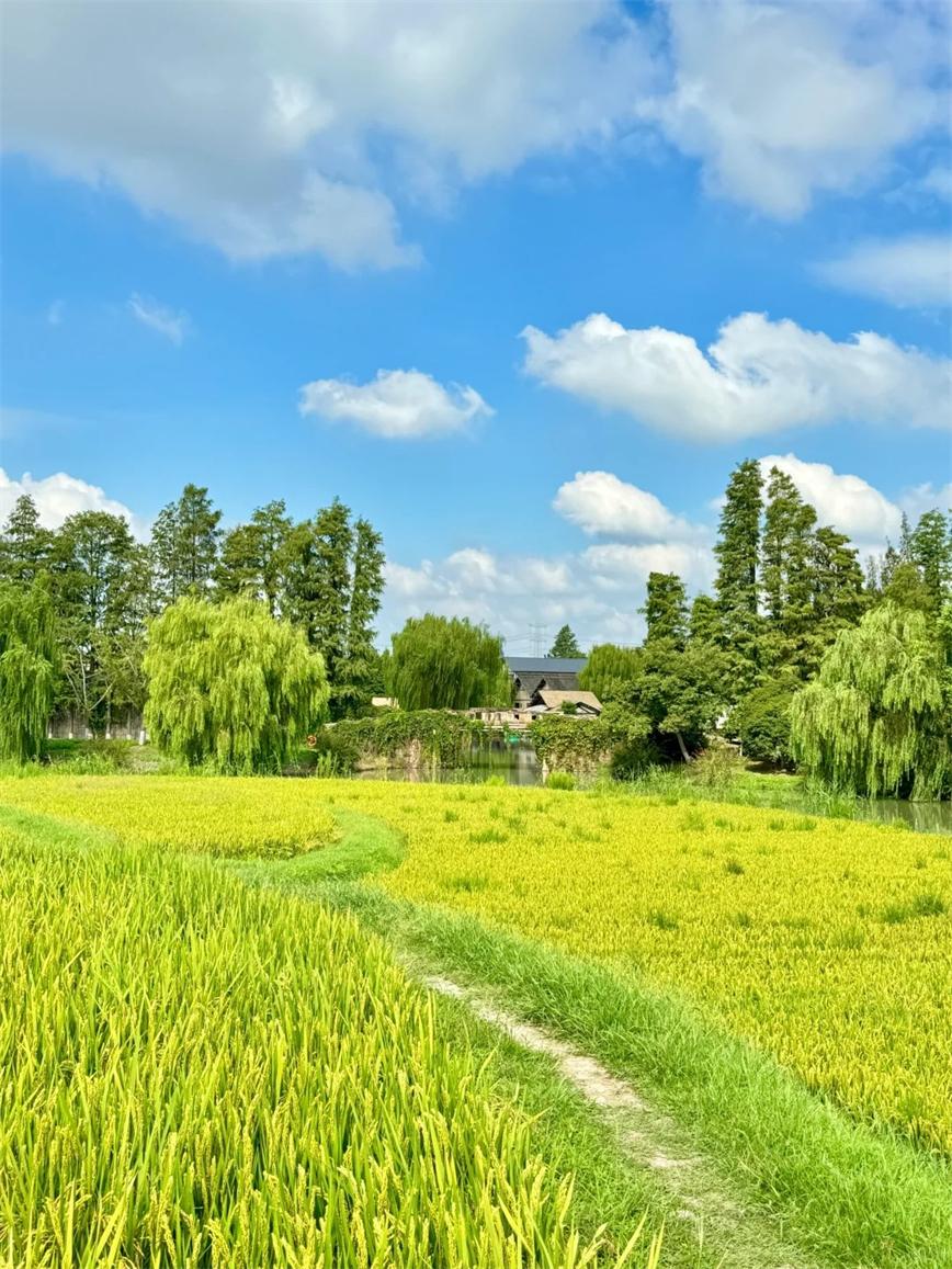 秋天的烏村，堪稱秋日旅行天花板！！_3_烏村Village_來自小紅書網頁版.jpg